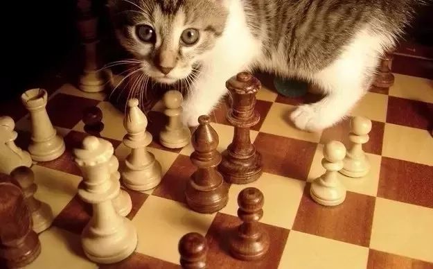 学习国际象棋的渐进阶梯应该是这样！